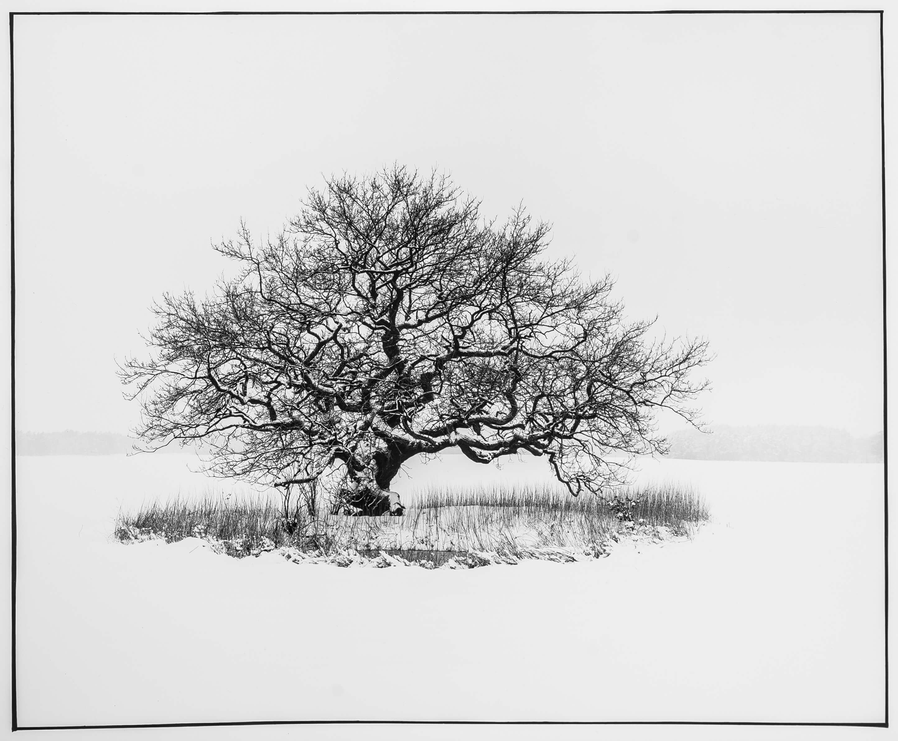 Eiche im Winter Fotografie in Schwarz Weiss