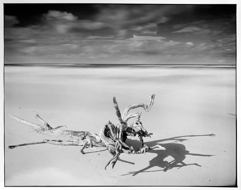 Drift Wood 1 Drift Wood black & white Print